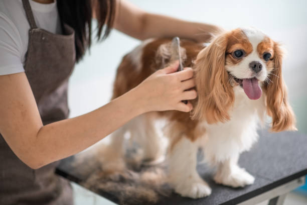 5 Essential Dog Grooming Tips Every Owner Should Know