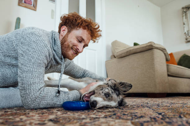 10 Must-Have Dog Toys for Your Furry Friend's Entertainment