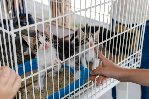 5 Steps to Successful Cat Adoption: Your Guide to Welcoming a Feline Friend