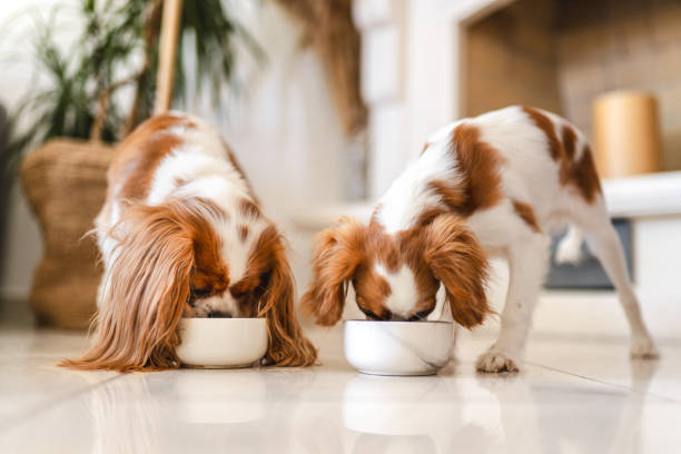 5 Best Dog Foods for Optimal Health: Your Guide to Quality Nutrition