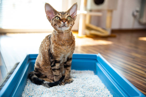 5 Benefits of Using Quality Cat Litter for Your Feline Friend