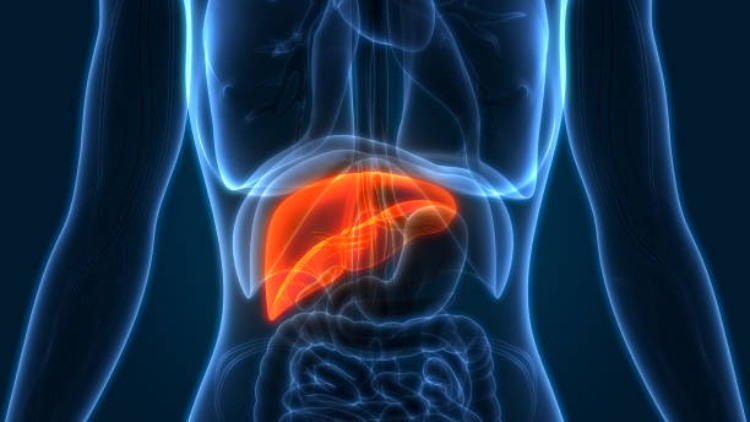 Lifestyle Strategies for Liver Health: Preventing Liver Cancer and Hepatoblastoma