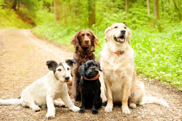 Top 10 Dog Breeds: Finding the Perfect Match for Your Lifestyle