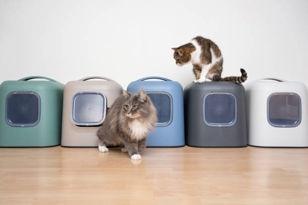 5 Must-Have Features of the Perfect Cat Litter Box